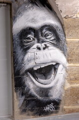 Chimpanzé Orane